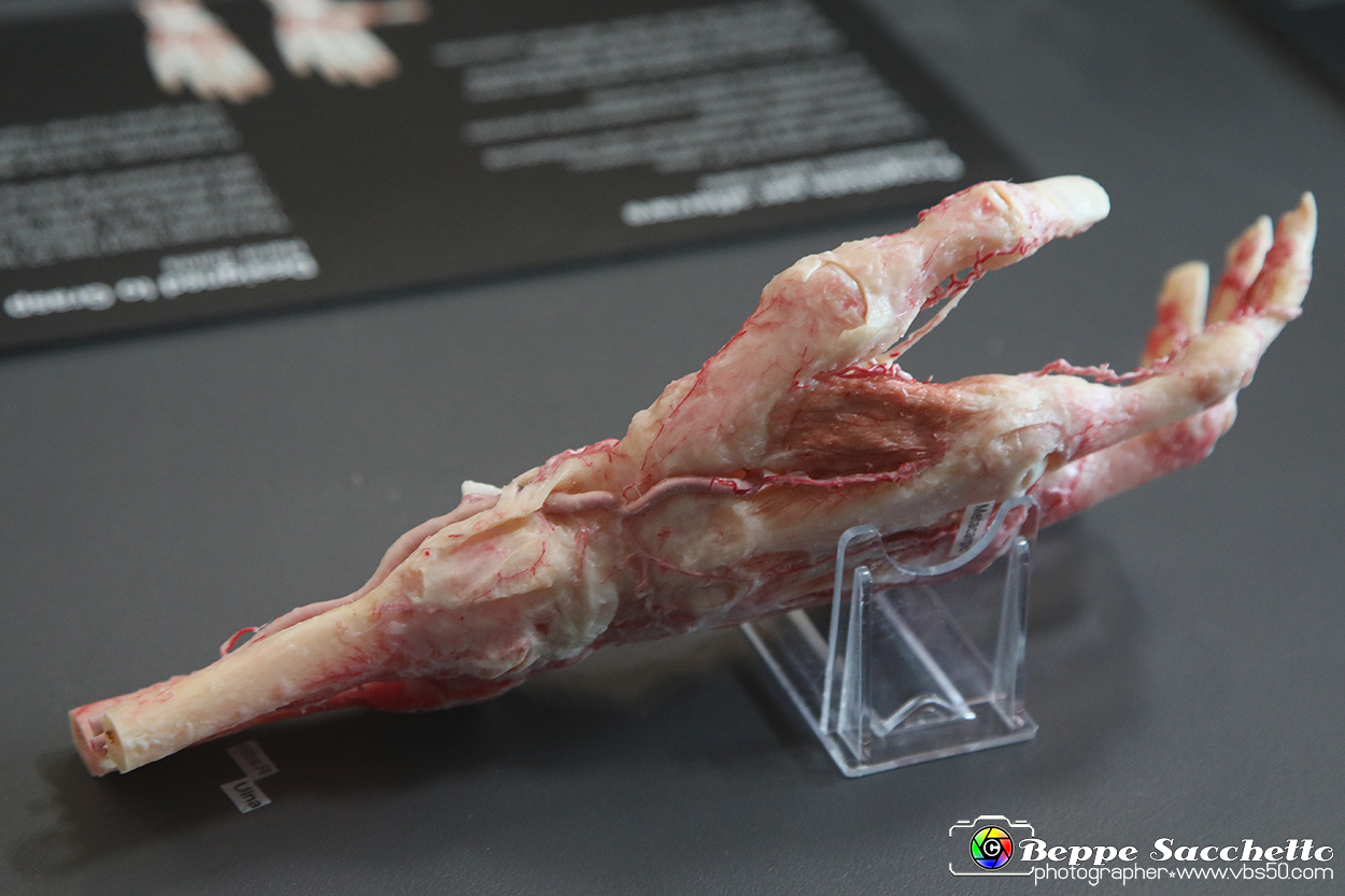VBS_3110 - Articolazioni della mano - Mostra Body Worlds.jpg